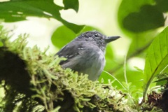 Thamnophilus atrinucha