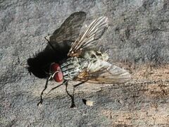 Helina