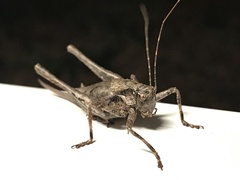Neduba