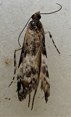 Scoparia minusculalis