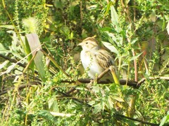 Spizella pallida