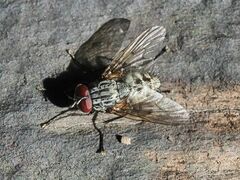 Helina