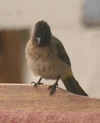 Pycnonotus barbatus