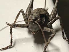 Neduba