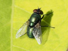 Lucilia