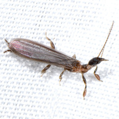 Oligotoma nigra