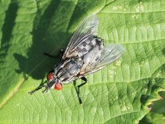 Sarcophagidae