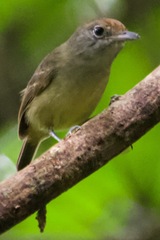 Dysithamnus mentalis
