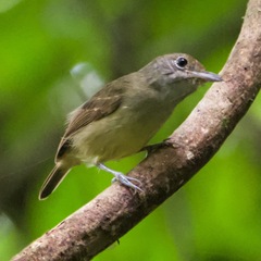 Dysithamnus mentalis