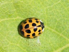 Harmonia axyridis