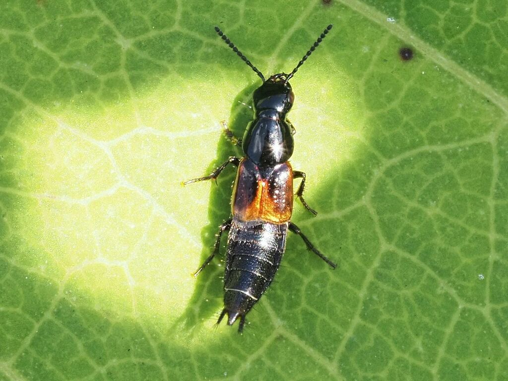 Large rove beetle