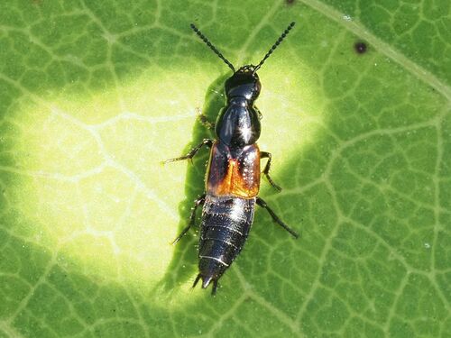 Large rove beetle