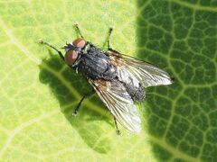 Sarcophagidae