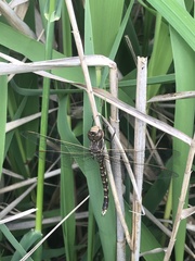 Adversaeschna brevistyla