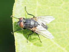 Sarcophagidae