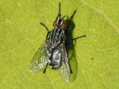 Sarcophagidae