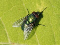 Lucilia