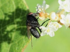 Sarcophagidae