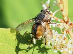 Tachina fera