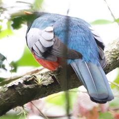 Trogon massena