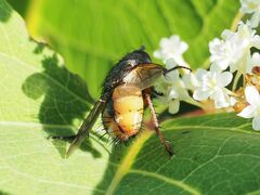 Tachina fera