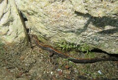 Chioglossa lusitanica