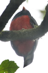 Trogon massena