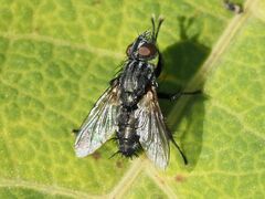 Sarcophagidae
