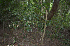 Glycosmis trifoliata