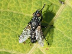 Sarcophagidae