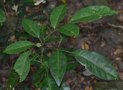 Glycosmis trifoliata