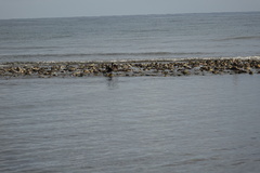 Nannopterum brasilianum