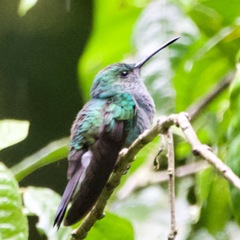 Chalybura buffonii