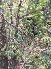 Melicytus ramiflorus