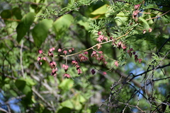Antigonon leptopus