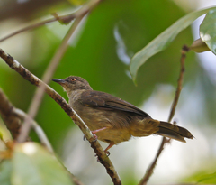 Pycnonotus brunneus