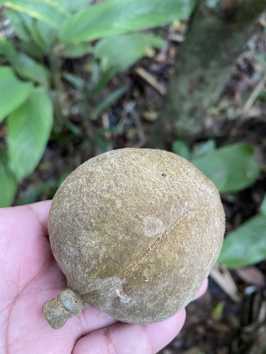 Swartzia acutifolia