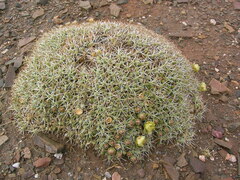 Maihueniopsis molfinoi