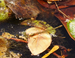 Austrocnemis splendida