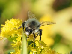 Bombus pascuorum