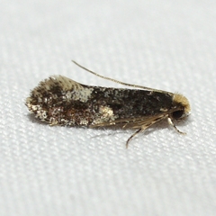 Monopis spilotella
