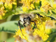 Bombus pascuorum