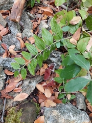 Lithospermum helleri