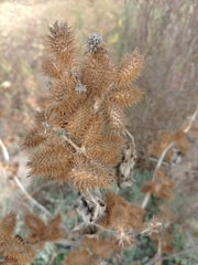 Xanthium strumarium canadense