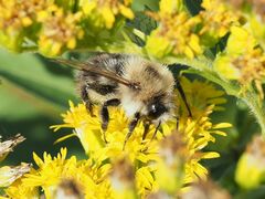 Bombus pascuorum