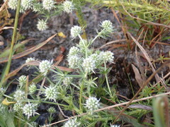 Eryngium aromaticum