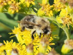 Bombus pascuorum