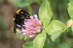 Bombus subterraneus