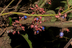 Miconia trichocalyx
