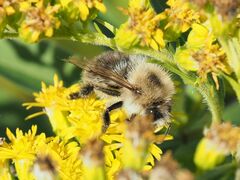 Bombus pascuorum